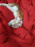 Кошеня шукає дім