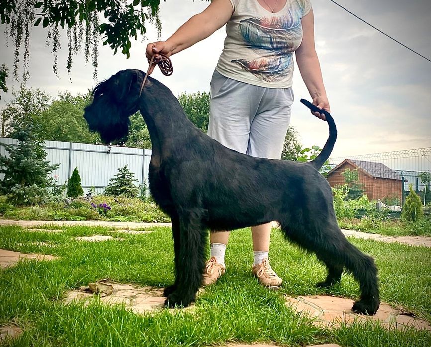 Резерв щенка ризеншнауцера