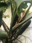 Banana-ananás / Fruta da Monstera Delicosa