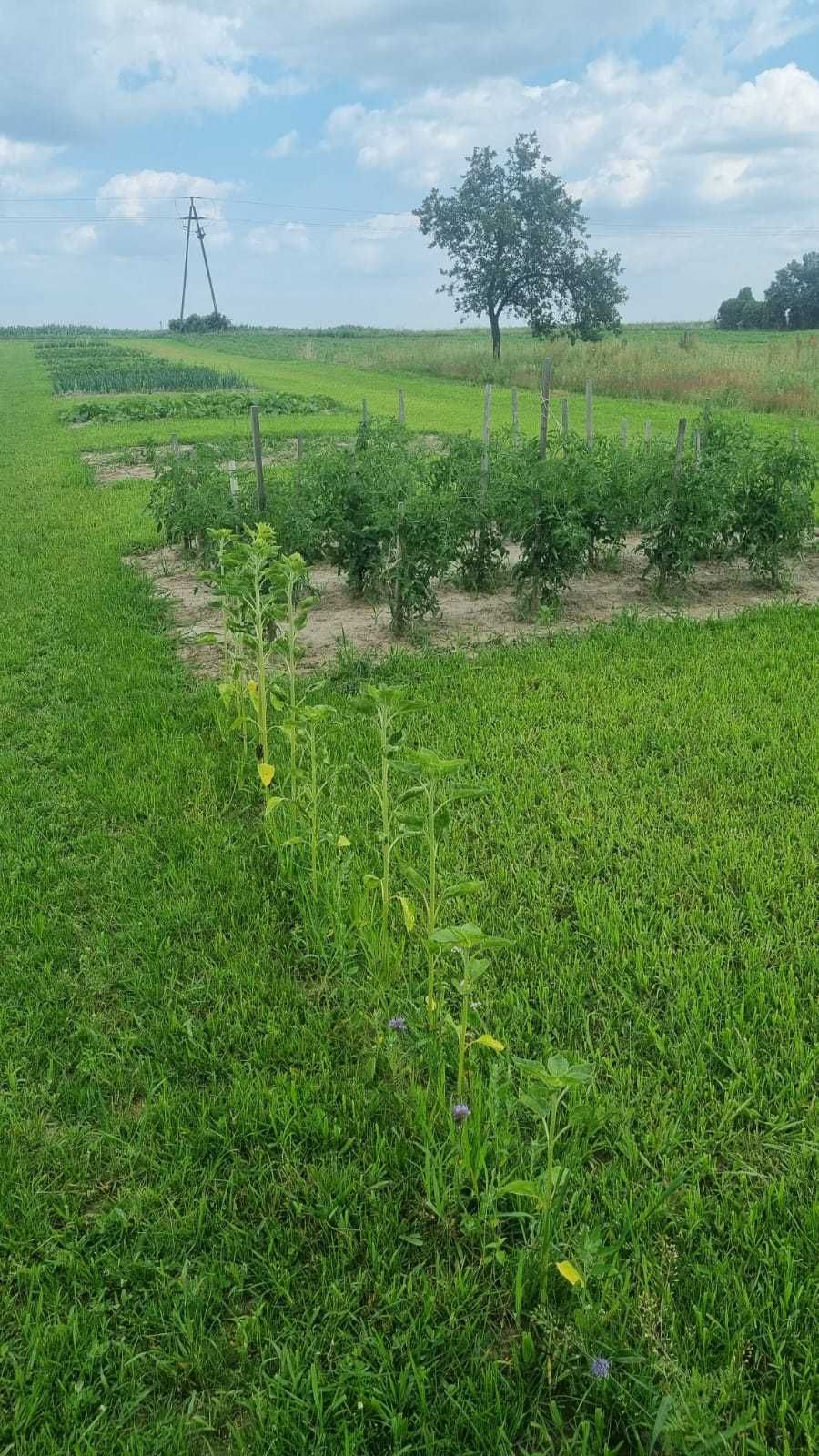 Duże słoneczne mieszkanie z ogrodem