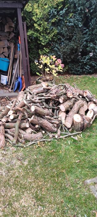 Sterta ściętego drewna