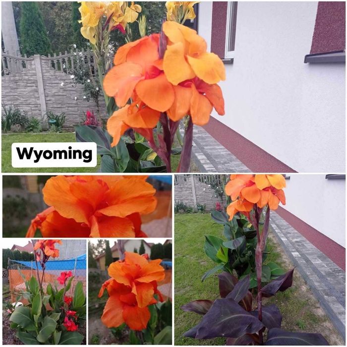 Nadwyżka kłączy kann