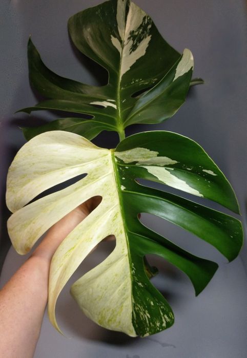 Monstera mint szczyt