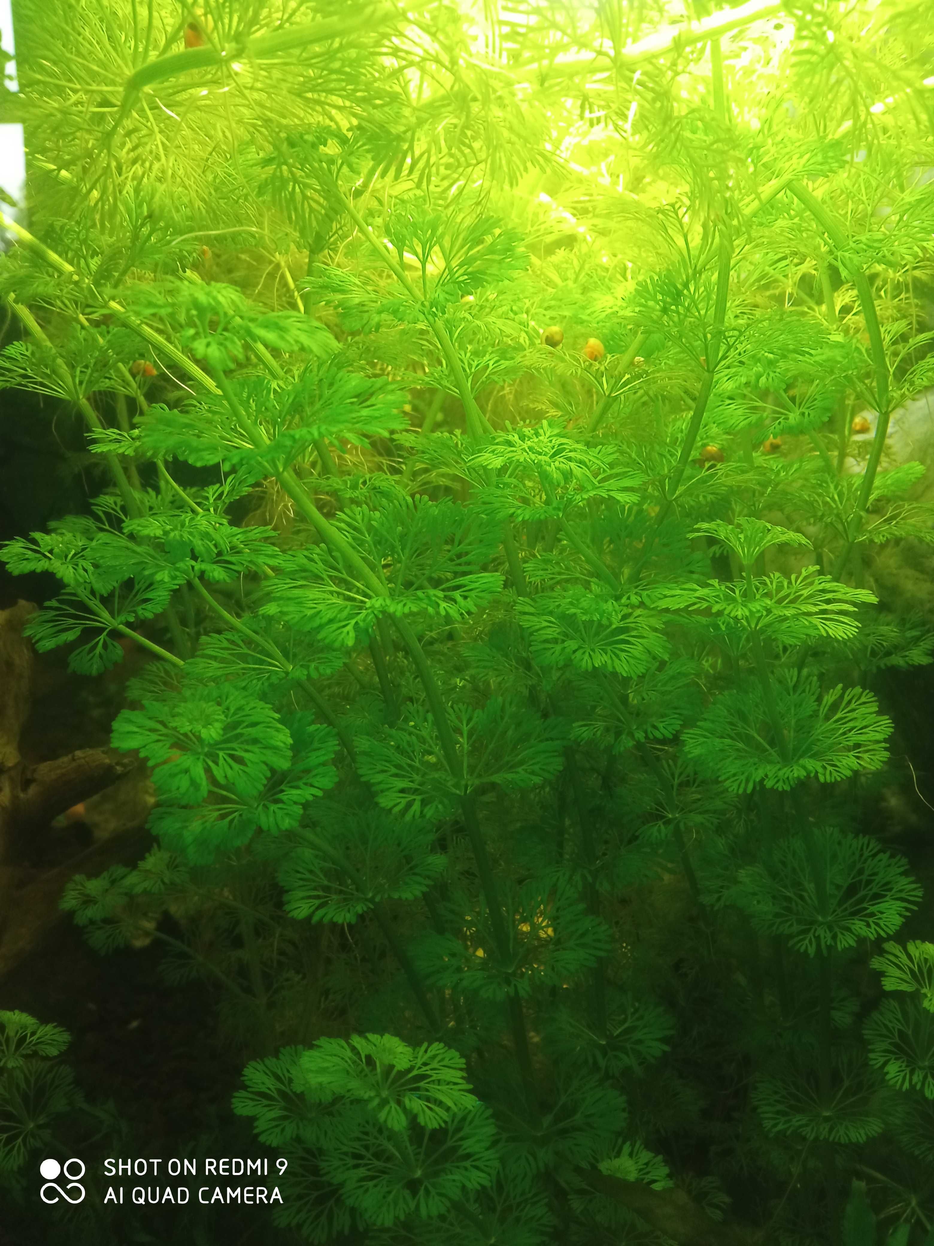 Limnophila 1sadzonka długość 20cm