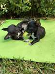 Chihuahua Szczenięta Śliczna malutka czarna sunia