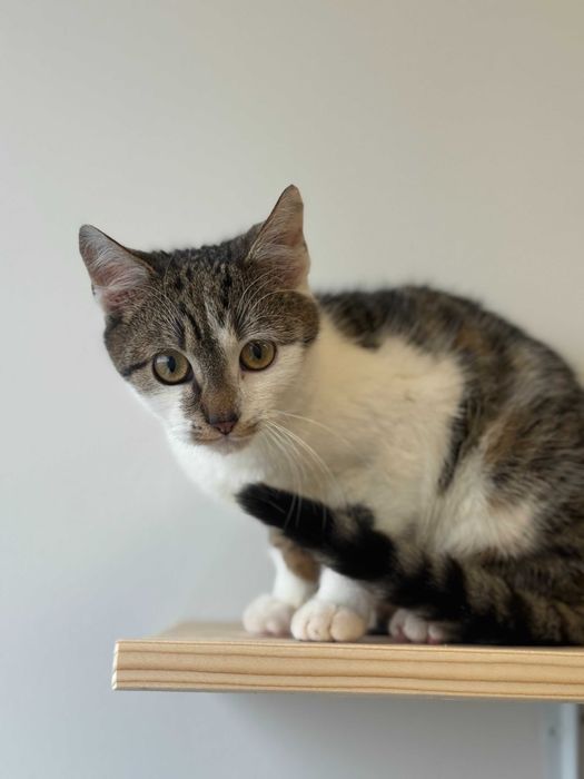 Fiołek - młody, energiczny koci odkrywca do adopcji!