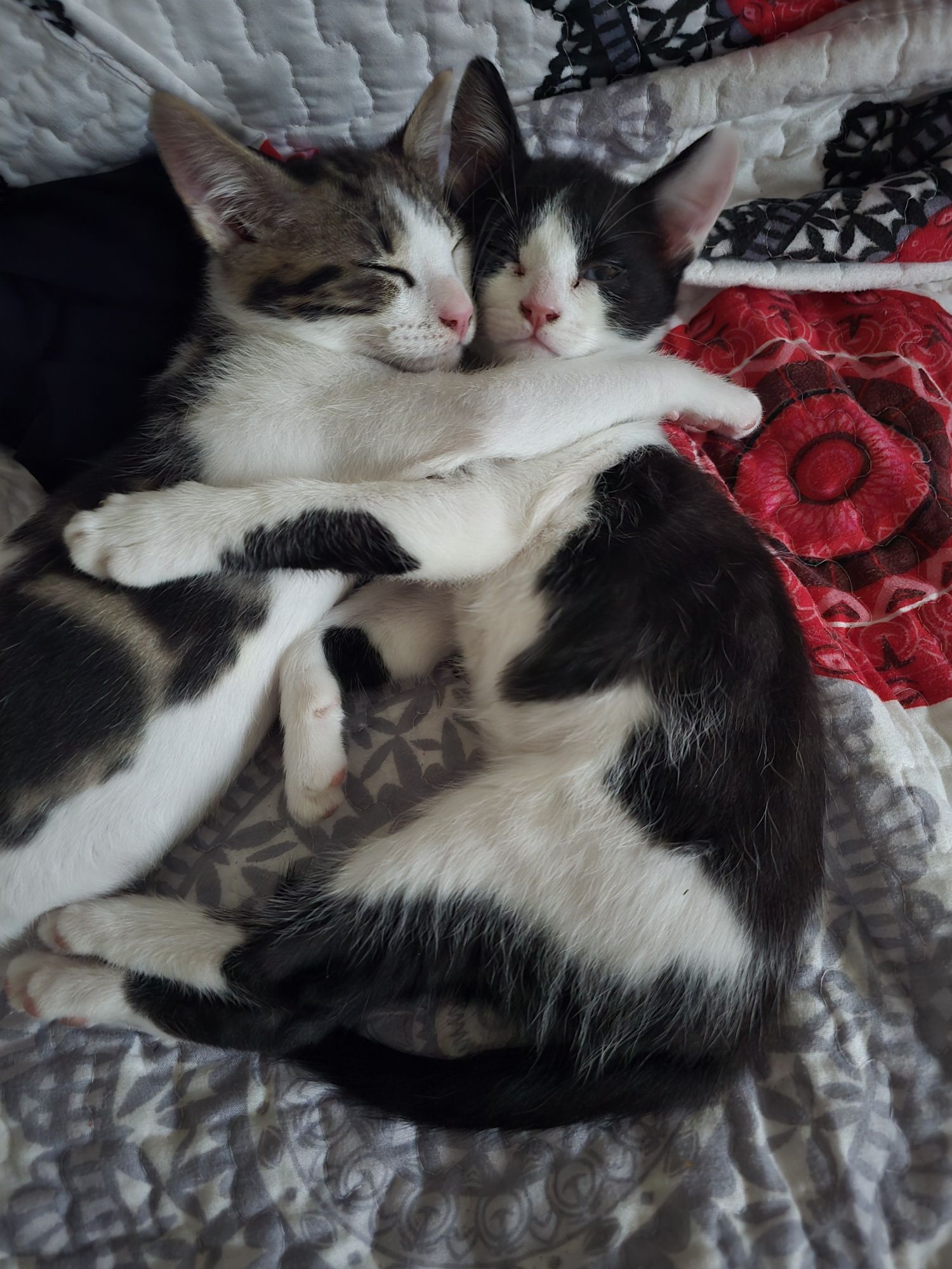 Gatos para adoção