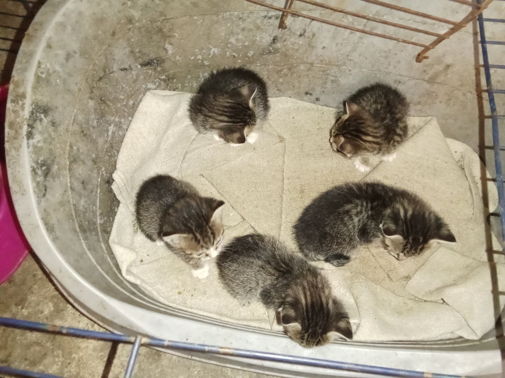 5 gatinhos para adoção