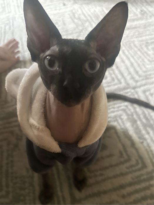 Перетримка собак/котів