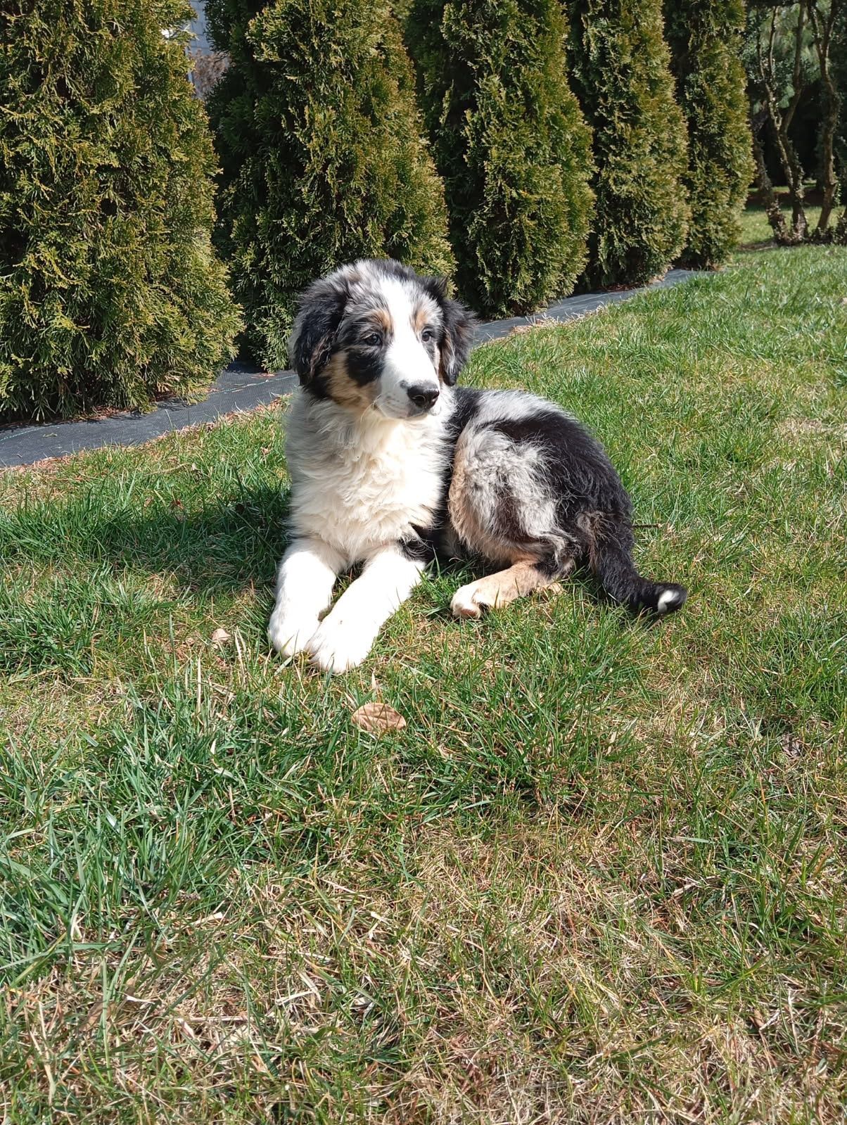 Piesek border collie