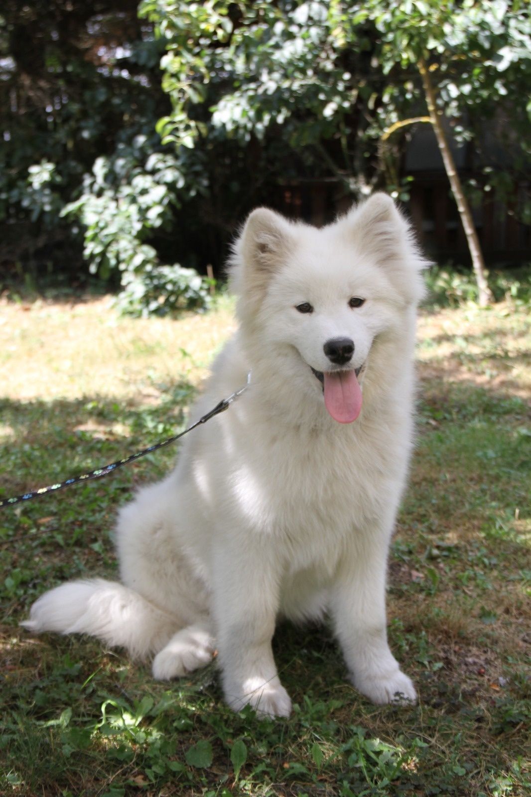 Samoyed szuka domu FCI ZKWP