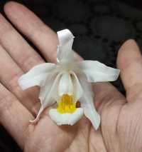 Orquídea Anjo/ orquídea noiva