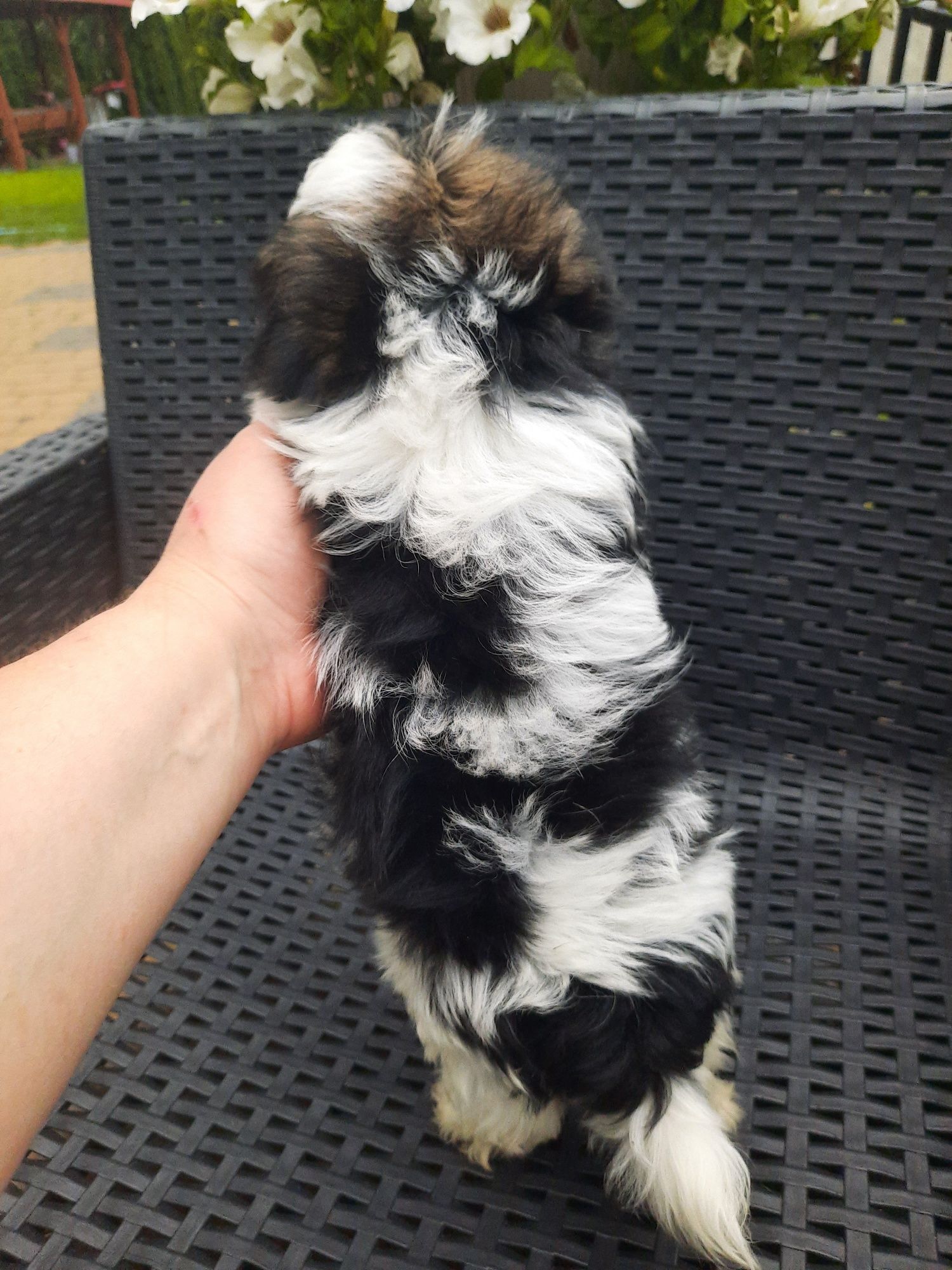 Yorkshire Terrier Biewer samiec miniaturowy
