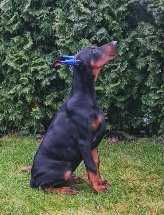 Шикарный щенок добермана. Доставка по всему миру оговаривается. .