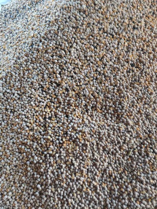 Groch z  wyką ok. 50/50 dla gołębi, ryb i innych zwierząt, super pasza