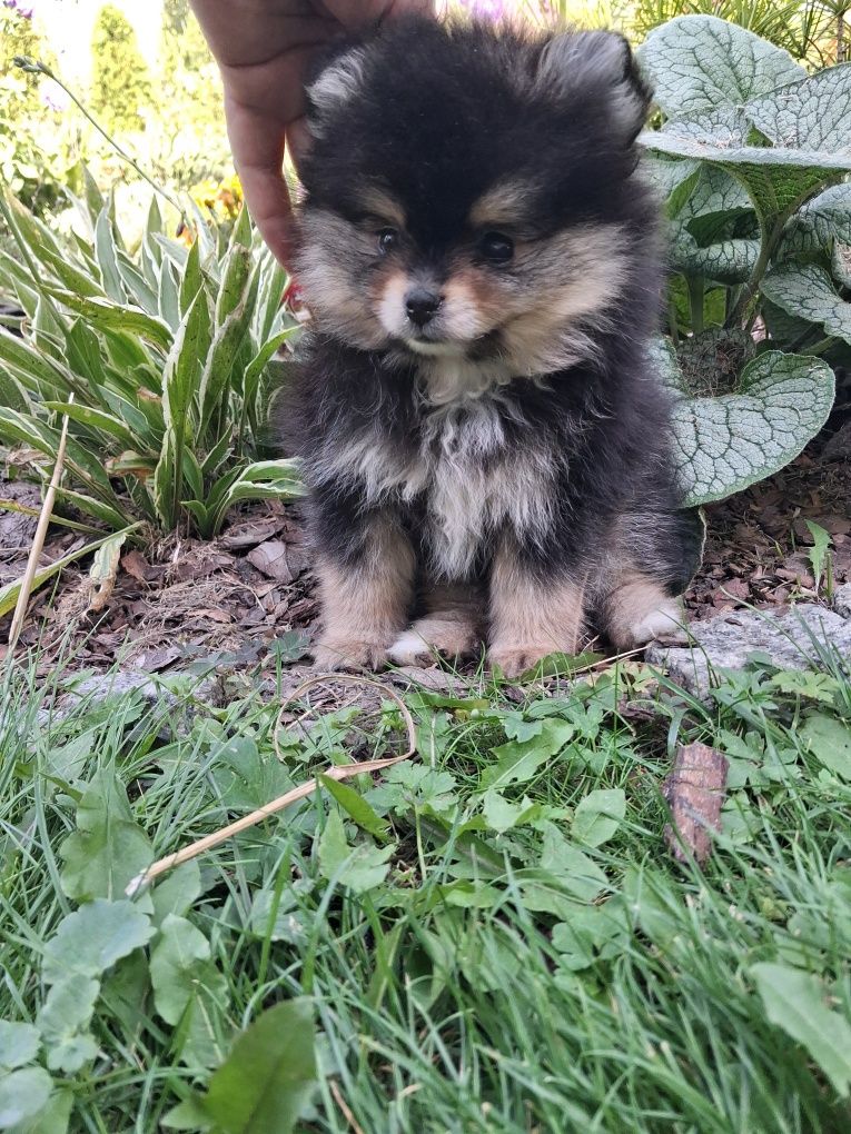 Sliczny szczeniaczek  pomeranian szpic miniaturowy