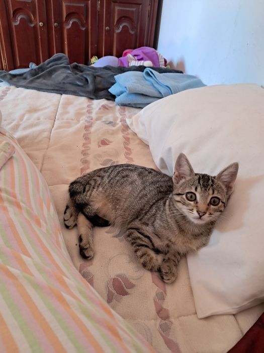 Gata meiga com 3 meses