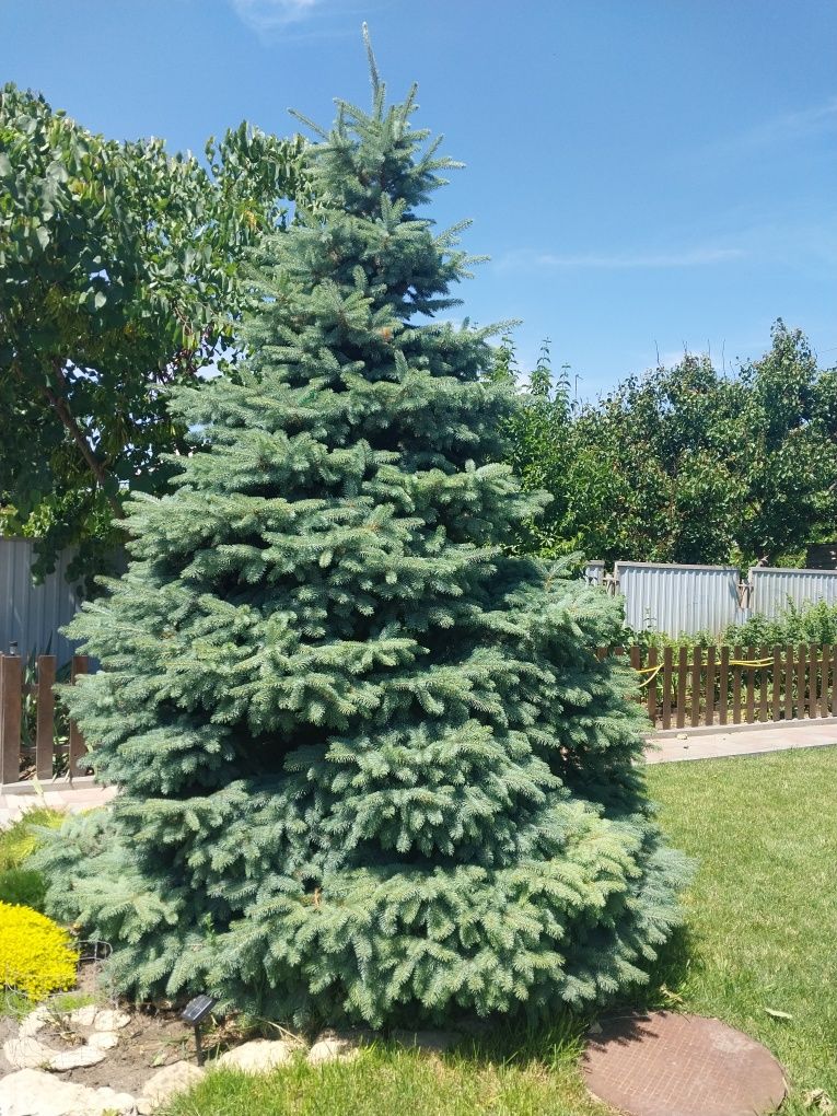 Продам живую голубую ель