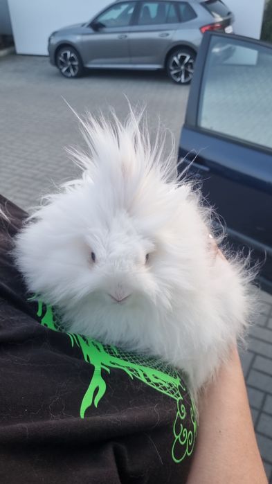 Krolik Tedy miniaturka