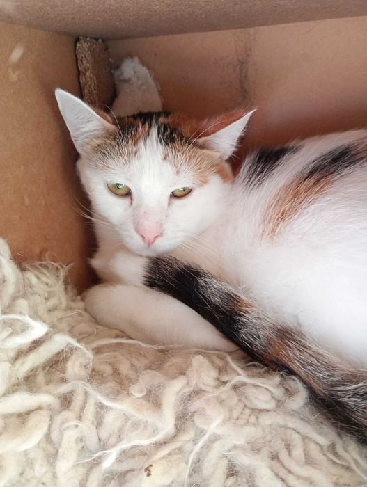 Belochka – to nie kot, a elf.