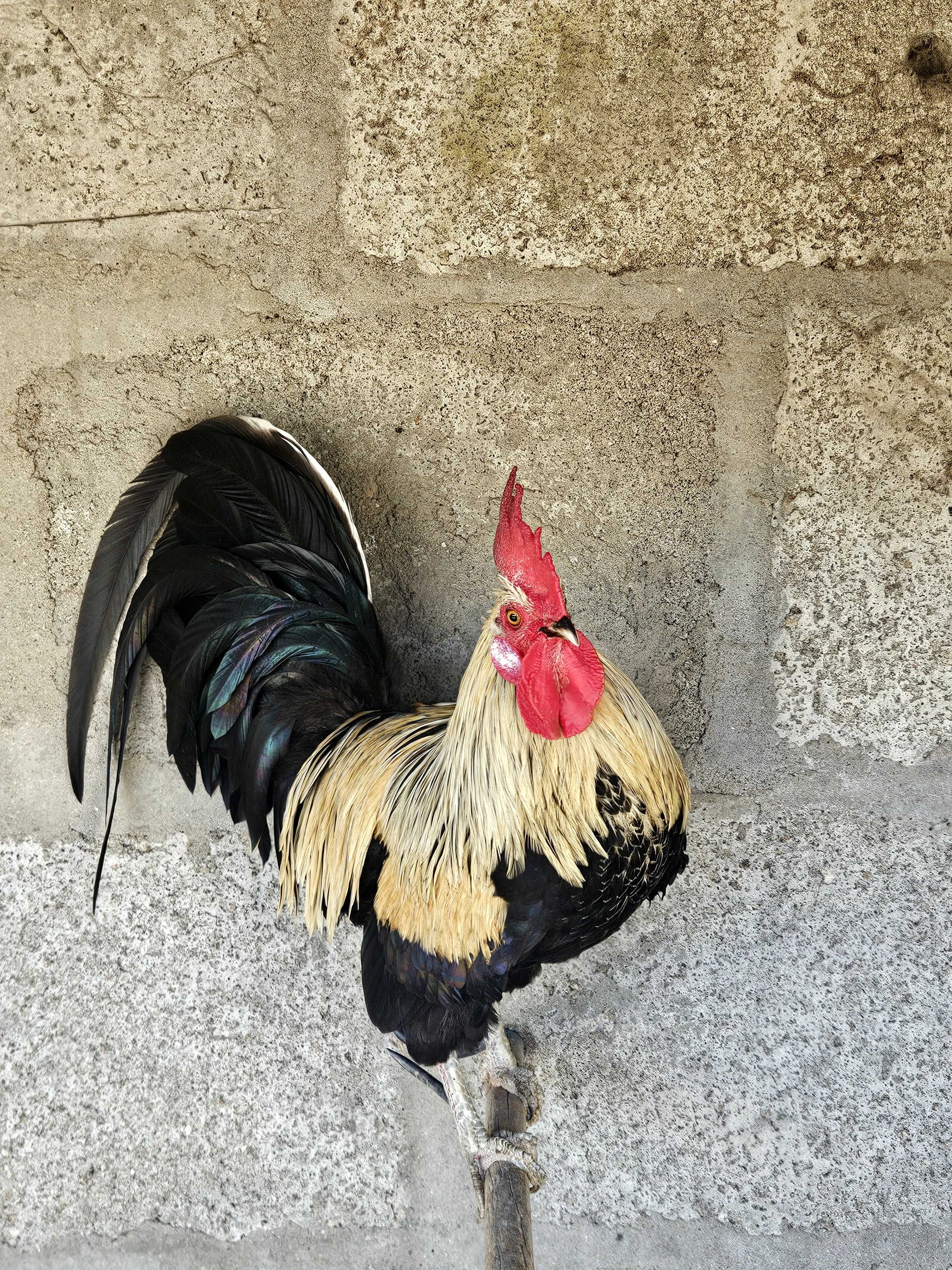 Garnizo de estimação
