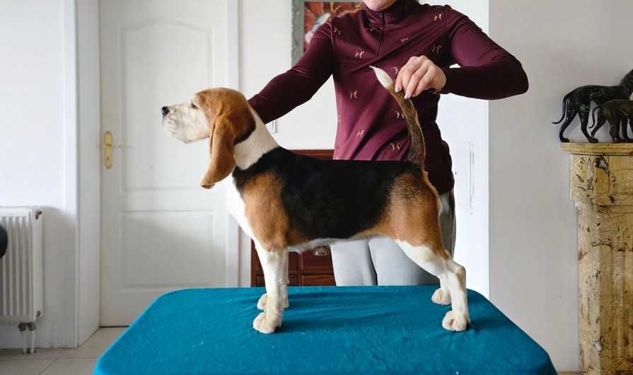 BEAGLE- szczeniak ZKwP , mniejszy w typie