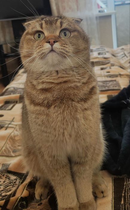 Продаются котята шотландские(шиншилы)