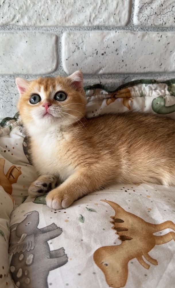 Хлопчик золотко 2.5 міс