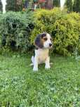 Szczeniak Beagle Suczka