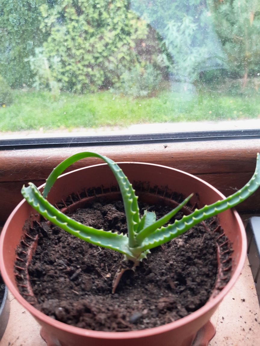 Aloes  w super cenie