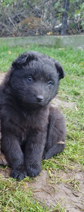 Oddam suczkę w dobre ręce