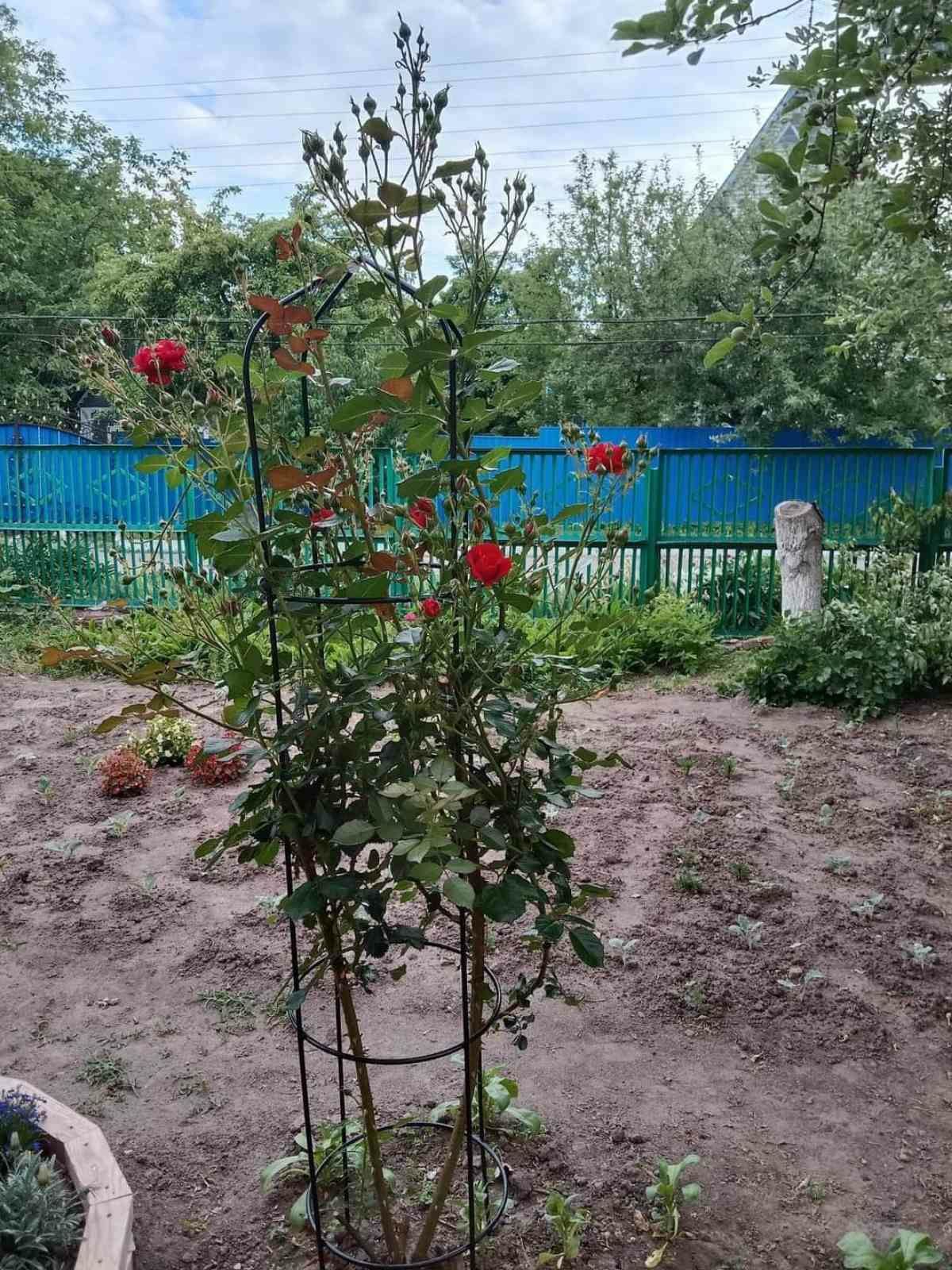 Металічна садова опора для троянд висота 180 см