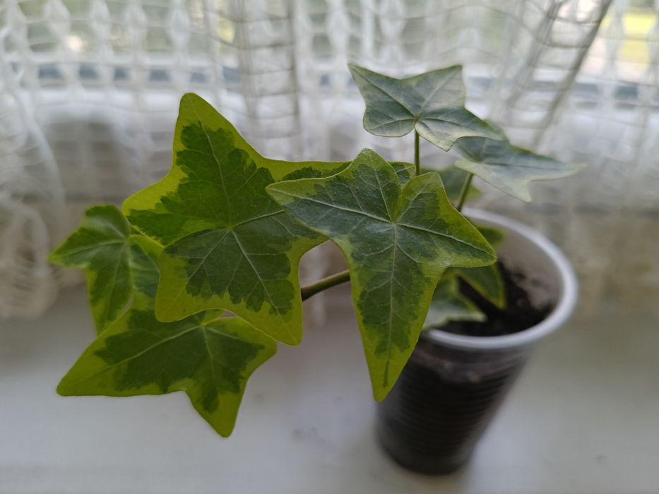 Плющ рео традесканції