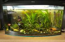 Akwarium 100l Aquael