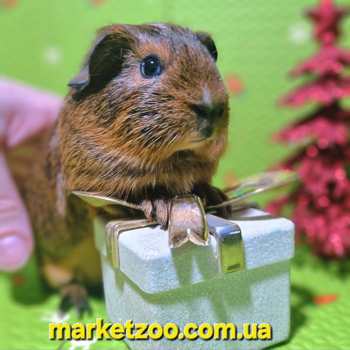 Ваш ідеальний пухнастий друг уже чекає на вас!