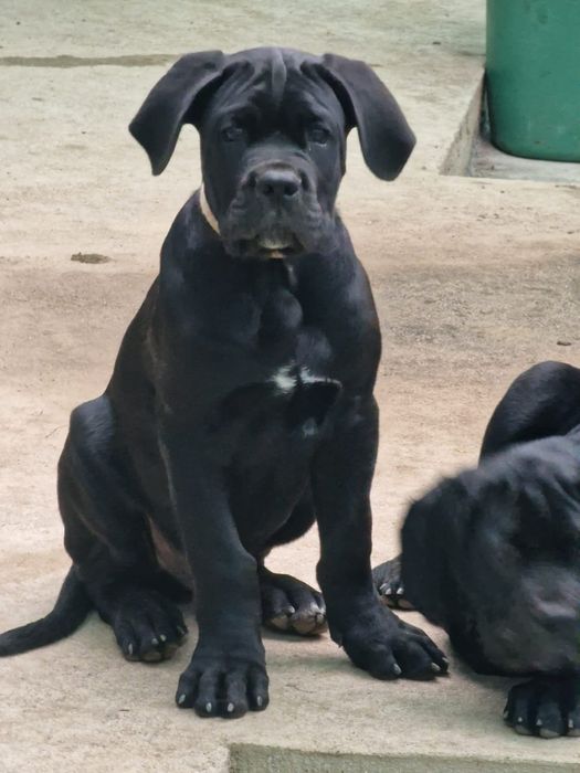 Cane Corso Italiano