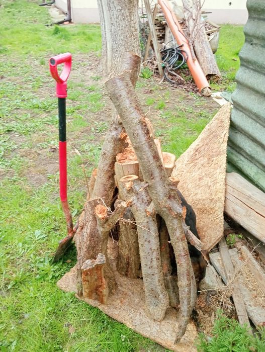 Śliwa drzewo do wędzenia, do wędzarni.