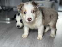 Piesek rasy border collie red merle trikolor