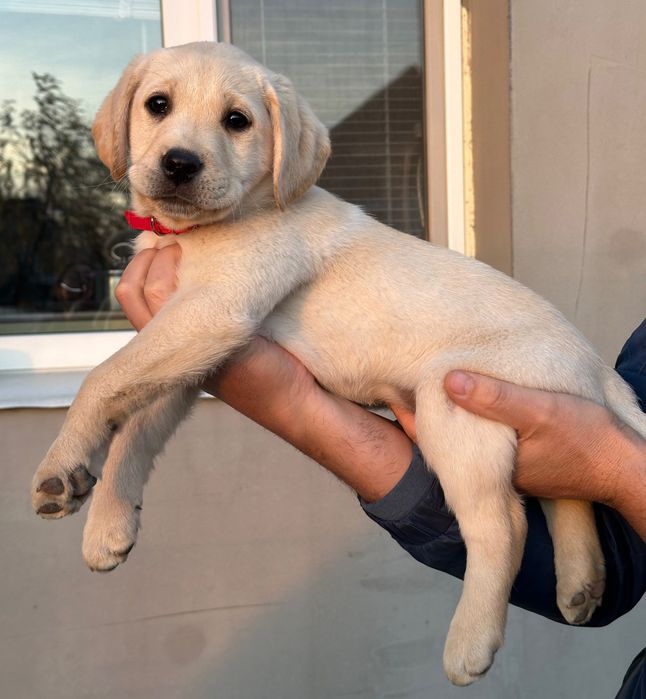 Продам щенков Лабрадор