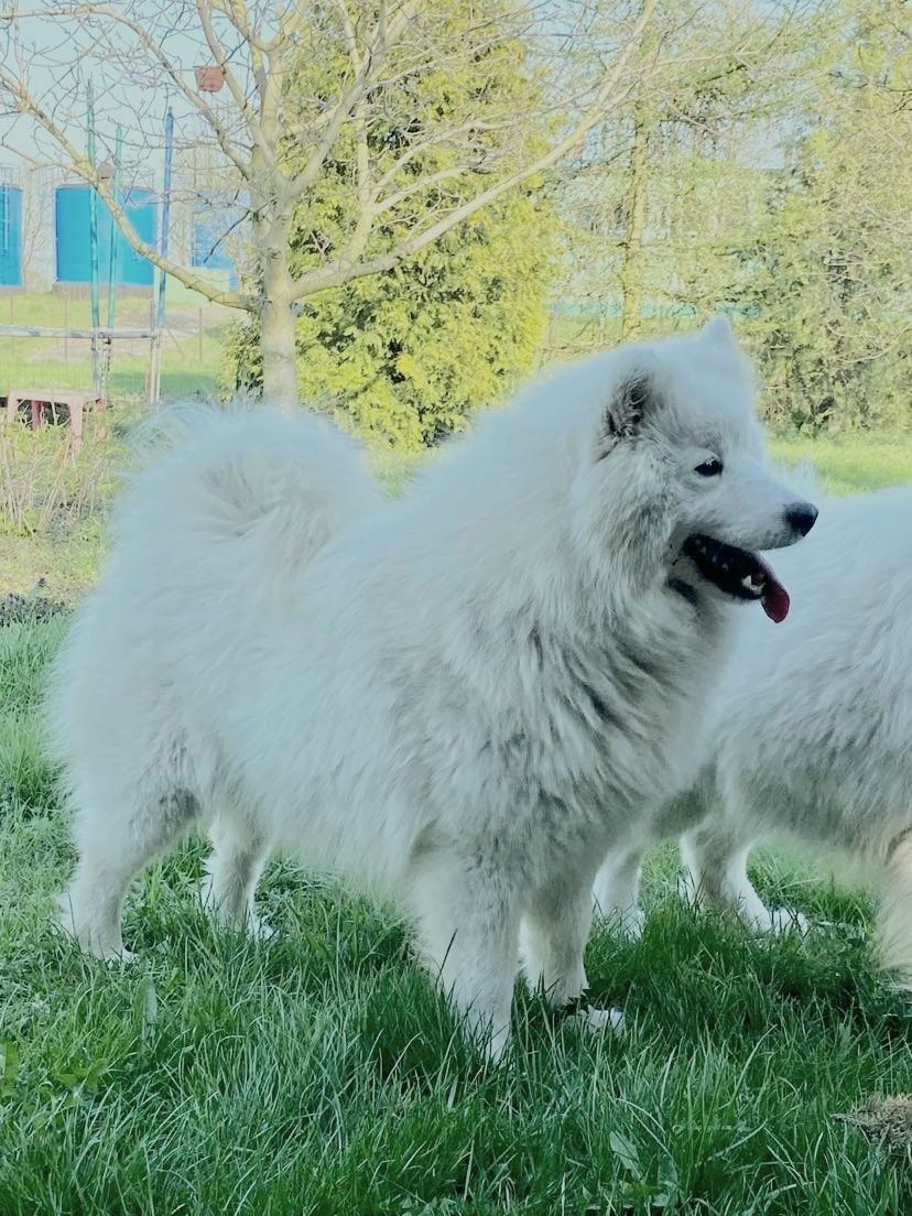 Sprzedam  samoyeda pieska