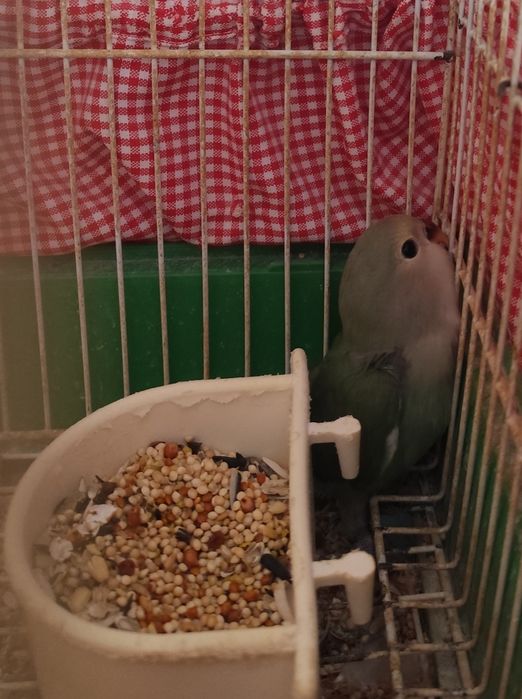 Roseicoli criar a mão