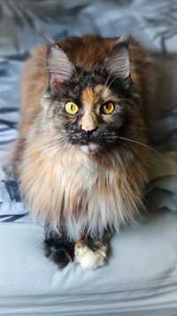 Adopcja kotki rasy Maine coon