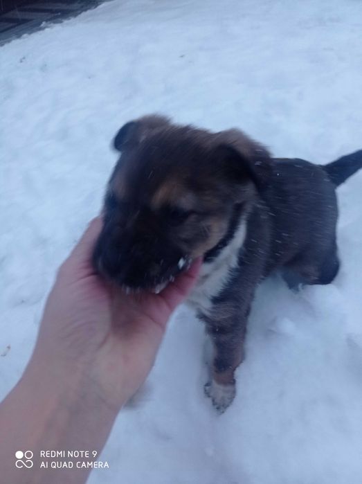 Oddam szczeniaki za darmo