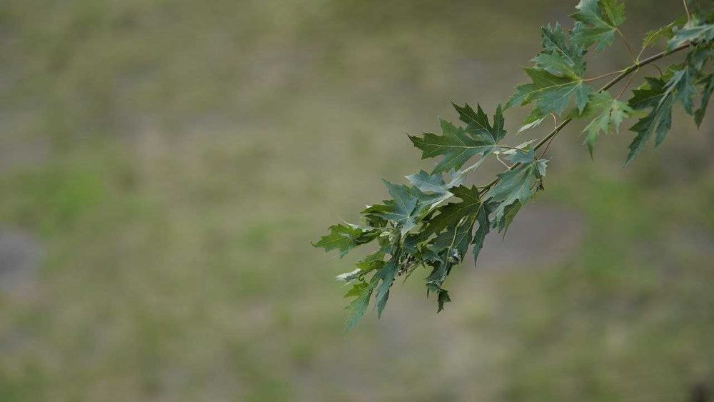 Tamron 200mm f/3.5 BBAR MC Close Focus Adaptall-2