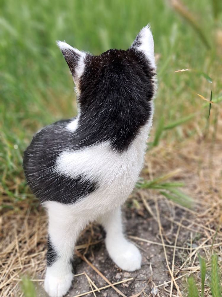 Кошеня безуоштовно/котенок бесплатно