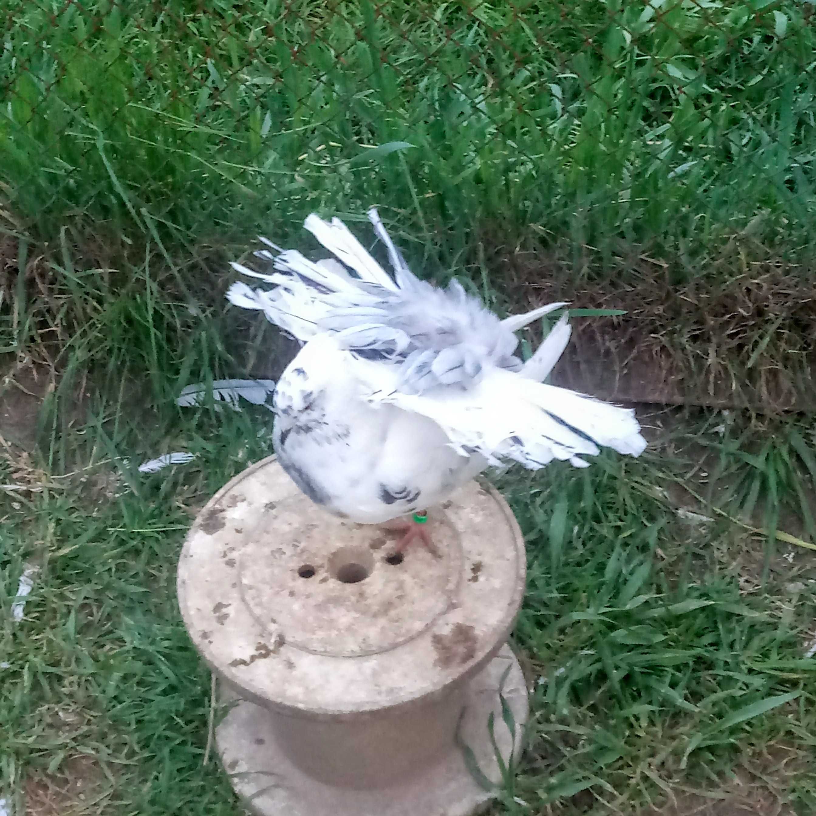 Pawik, pawiki. Gołębie.