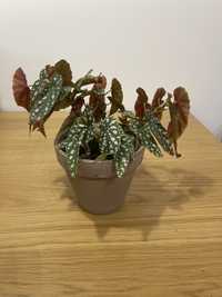 (Zarezerwowana) Begonia maculata