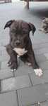 Szczeniak Amstaff Standard Miot A - American Staffordshire Terrier