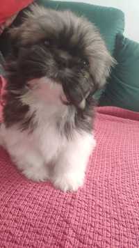 Dziewczynka Shih Tzu - rodowód, wyprawka - wychowywana w domu