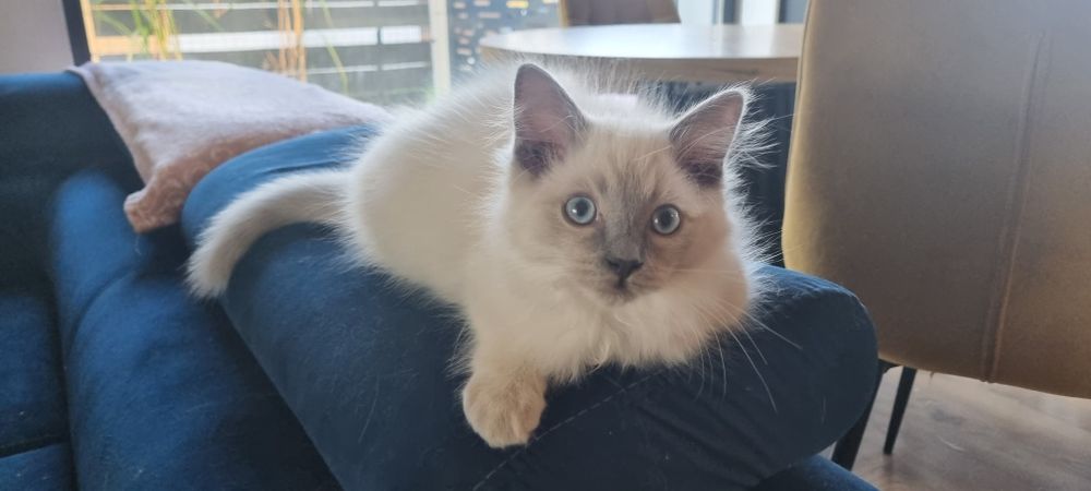 Ragdoll piękne koty do Felinoterapii FPL FIFE